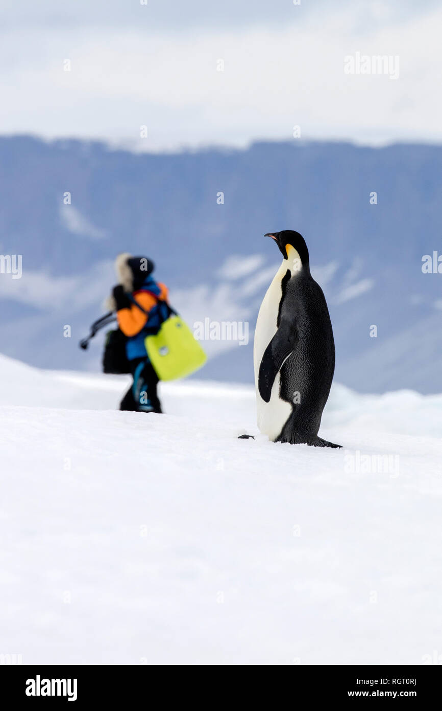 Illusion photo of Emperor Penguin viewing human visitor from afar, as