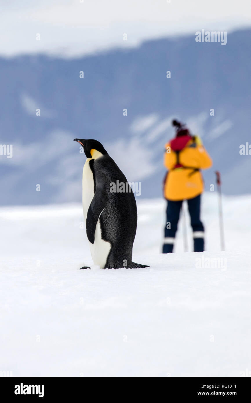 Illusion Photo Of Emperor Penguin Viewing Human Visitor From Afar, As If The Penguin Is As Tall As A Human Stock Photo - Alamy