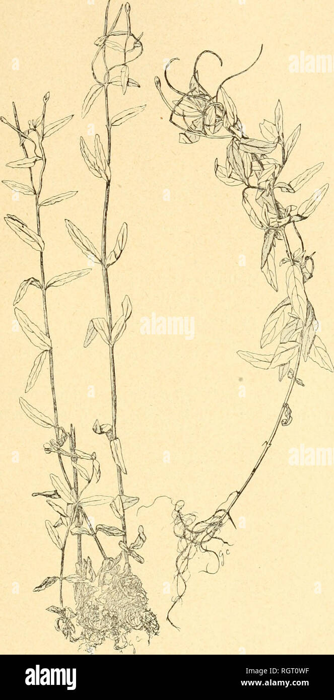 . Bulletin de l'Acadmie internationale de gographie botanique. Phytogeography; Plant ecology; Plants; Plants -- Europe. MONOGRAPHIE DU GENRE EPILOBIUM 6l. Epilobium tetragonum L. Race Gilloti Levl. F. virgatum Fries F. virgatum Fries (in Herb. norm. ). (in Summa Veget). (1/2 grandeur).. Please note that these images are extracted from scanned page images that may have been digitally enhanced for readability - coloration and appearance of these illustrations may not perfectly resemble the original work.. Acadmie internationale de gographie botanique. Le Mans : Impr. Edmond Monnoyer Stock Photo