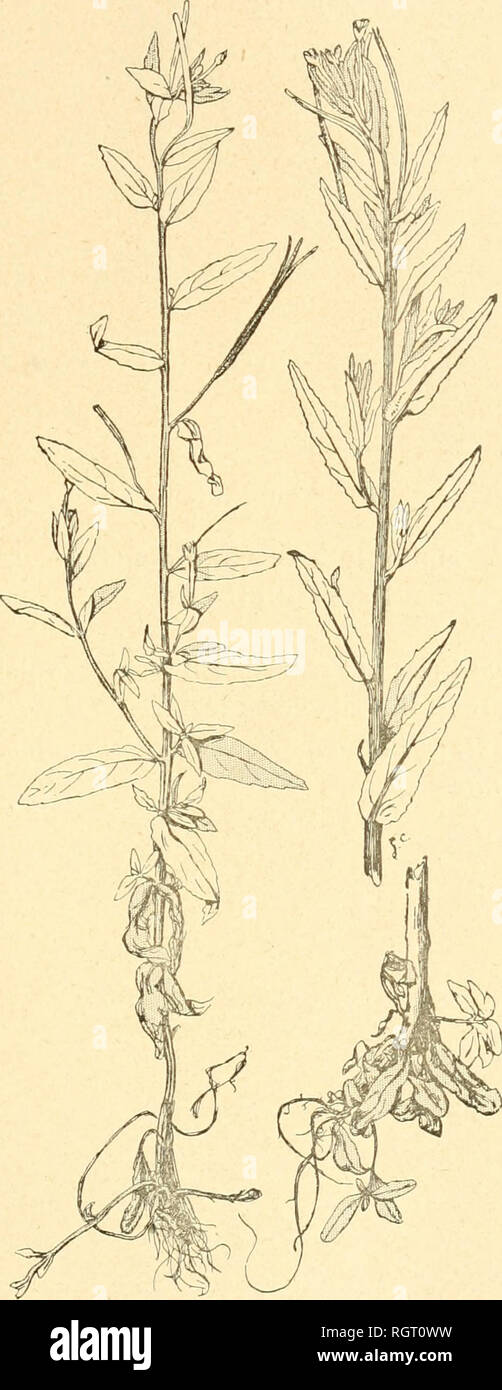 . Bulletin de l'Acadmie internationale de gographie botanique. Phytogeography; Plant ecology; Plants; Plants -- Europe. MONOGRAPHIE DU GENRE EPILOBIUM 59. Epilobium tetragonum L. Race Gilloti Lévl. F. virgatum Vill. F. virgatum Lamk. (1/2 grandeur).. Please note that these images are extracted from scanned page images that may have been digitally enhanced for readability - coloration and appearance of these illustrations may not perfectly resemble the original work.. Acadmie internationale de gographie botanique. Le Mans : Impr. Edmond Monnoyer Stock Photo