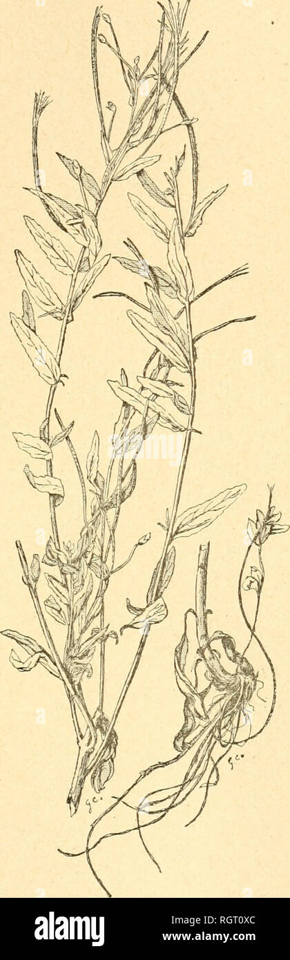 . Bulletin de l'Acadmie internationale de gographie botanique. Phytogeography; Plant ecology; Plants; Plants -- Europe. MONOGRAPHIE DU GENRE EPILOBIUM 57. Epilobium tetragonum L. Var. Parmentieri Lévl. (1J2 grandeur).. Please note that these images are extracted from scanned page images that may have been digitally enhanced for readability - coloration and appearance of these illustrations may not perfectly resemble the original work.. Acadmie internationale de gographie botanique. Le Mans : Impr. Edmond Monnoyer Stock Photo