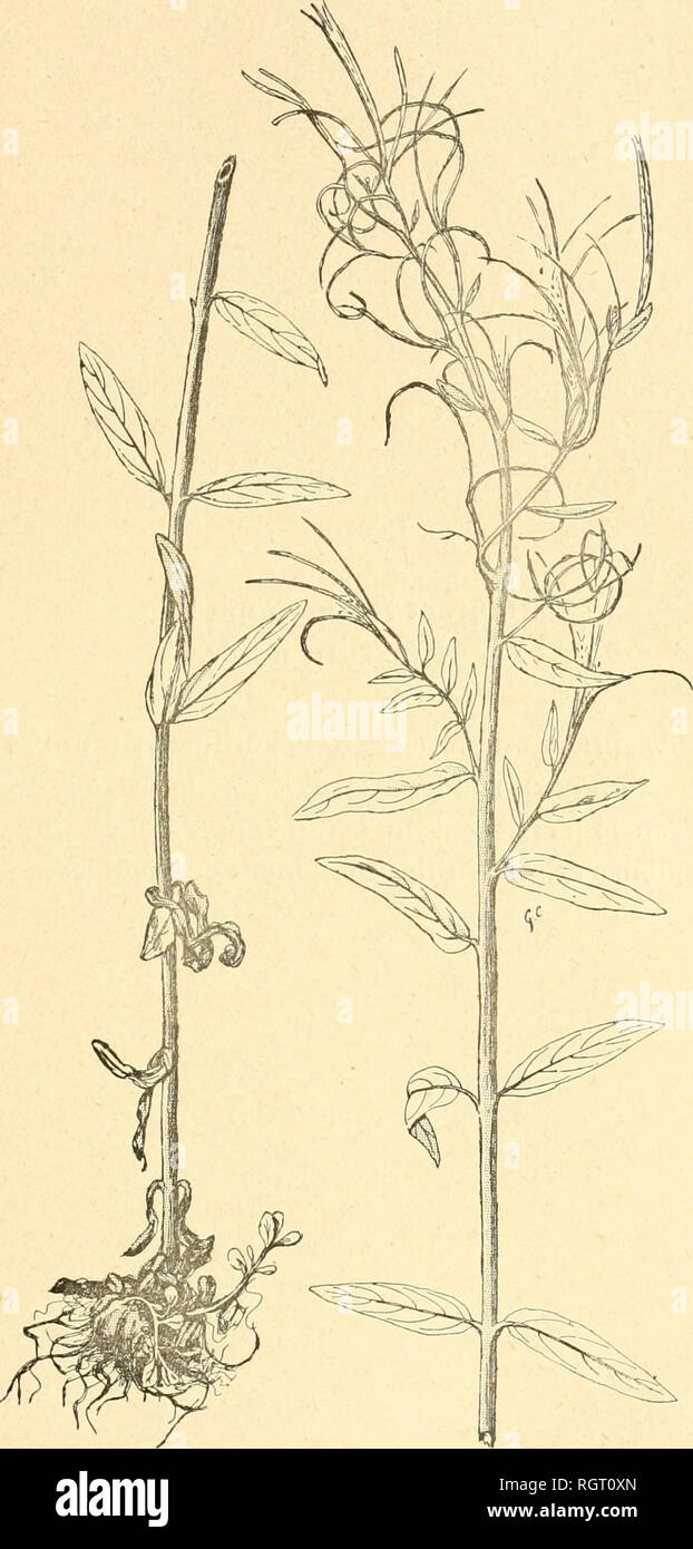 . Bulletin de l'Acadmie internationale de gographie botanique. Phytogeography; Plant ecology; Plants; Plants -- Europe. MONOGRAPHIE DU GENRE EPILOBIUM 55. Epilobium tetragonum L. Var. Leveilleanum Rouy et Camus. (1/2 grandeur).. Please note that these images are extracted from scanned page images that may have been digitally enhanced for readability - coloration and appearance of these illustrations may not perfectly resemble the original work.. Acadmie internationale de gographie botanique. Le Mans : Impr. Edmond Monnoyer Stock Photo
