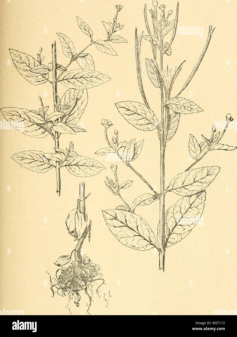 . Bulletin de l'Acadmie internationale de gographie botanique. Phytogeography; Plant ecology; Plants; Plants -- Europe. MONOGRAPHIE DU GENRE EPILOBIUM 43. Epilobium roseum Roth. (2/3 de grandeur).. Please note that these images are extracted from scanned page images that may have been digitally enhanced for readability - coloration and appearance of these illustrations may not perfectly resemble the original work.. Acadmie internationale de gographie botanique. Le Mans : Impr. Edmond Monnoyer Stock Photo