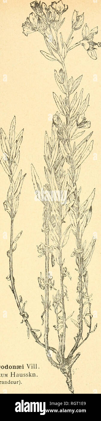 . Bulletin de l'Acadmie internationale de gographie botanique. Phytogeography; Plant ecology; Plants; Plants -- Europe. M t â ' Feuille grossie 2 fois 1/2. Epilobium Dodonaei Vill Var. caucasicum Hausskn. (2/3 de grandeur).. Please note that these images are extracted from scanned page images that may have been digitally enhanced for readability - coloration and appearance of these illustrations may not perfectly resemble the original work.. Acadmie internationale de gographie botanique. Le Mans : Impr. Edmond Monnoyer Stock Photo