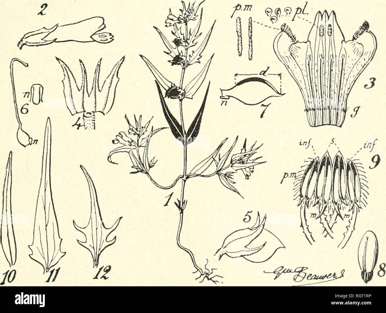 . Bulletin de la Socit botanique de Genve. Plants; Plants -- Switzerland. (42) G. BEAUVERD. PLANTES NOUVELLES OU CRITIQUES 429 Melanipj/rum pratense ?n-. nov. brevidentatum Beauverd ; typus iii liorb. liarhey Roissier ; cf. fig. XI. Ilcrba perpusilla + 12 cm. alta. Foliorum caulinorura paria 3 (rariiis 2): par iiilei-ius (cotyledones : siiperUcic 10X2 imn.) cito deciduum, ramis axillai-ibus seraper destitutum ; paria duo sequentia (siii)erf. foliis + 25 X 4 mm.) mine ramis axillaribus f llorigeris piu'dila, iiLiiic })arlim vel umiiiiio destitiita. Bracteae inferiores (superf. Hz 35 X 6 mm.) i Stock Photo