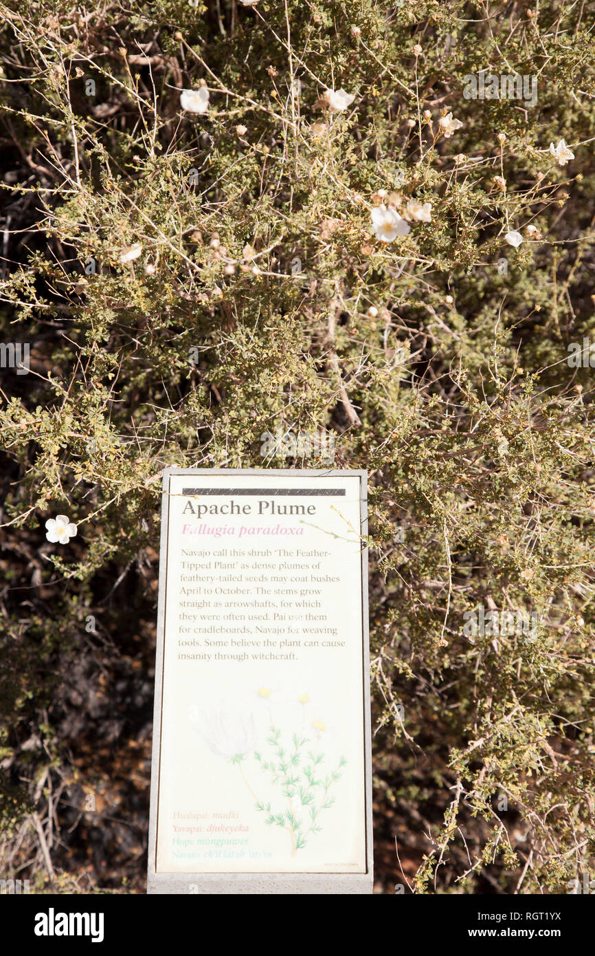 fallugia,paradoxa or apache plume plant found in southwest arid arizona Stock Photo