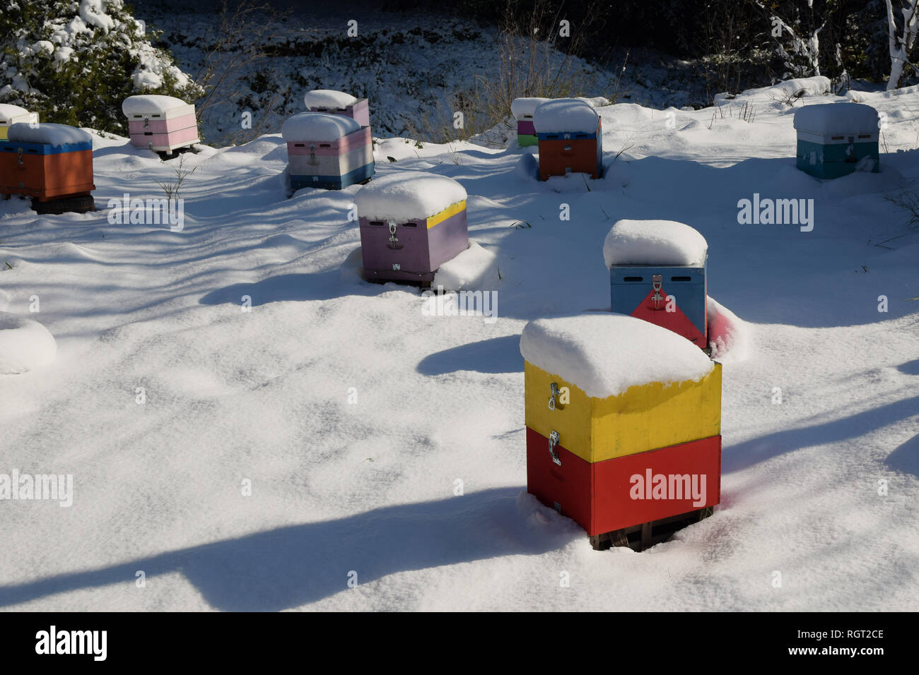 Snow covered wooden beehives. Honey bee hives in the wintertime. Stock Photo