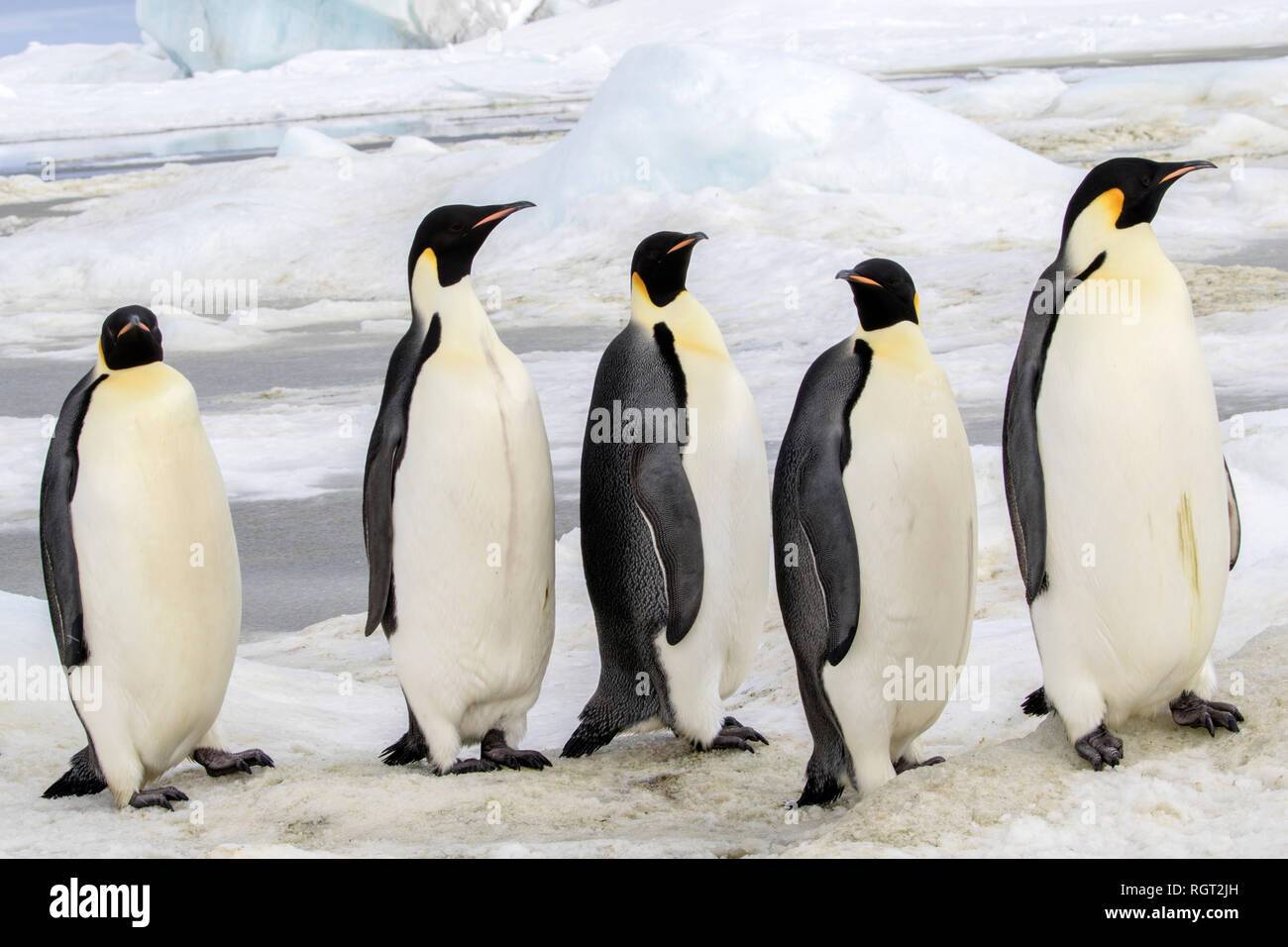 P.nguin Hunting Emperor Penguin Hunting Emperor Penguin (Birds)