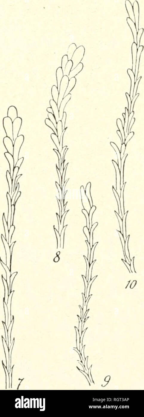 Bulletin de la Socit botanique de Genve. Plants; Plants -- Switzerland.  Fig. m. — LEONTOPODIUM KURILENSE Takeda. — I : fleur ^ (grossi 10 fois); S:  11. ^ (grossi 10 fois);