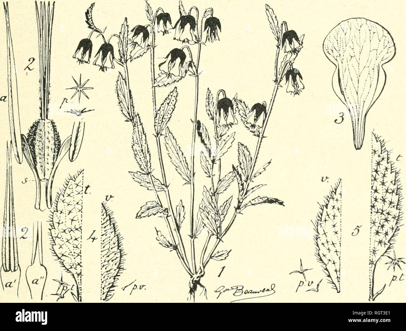 . Bulletin de la Socit botanique de Genve. Plants; Plants -- Switzerland. (2) G. BEAUVERD. QUELQUES PLANTES DE L'AFRIQUE AUSTRALE 133 1. Une nouvelle variÃ©tÃ© d'Hermannia cristata lioliis. Herniaiiiuu crislata var. iioN. geoides lleauvcrd; lypus i]i lierb. .lunod; cf. fig. T : l-Ã´. â A fornia lypica statura miiiori, foliis aiigus- tioi'ihiis supra pilis siiiii)licihus iiec stellulatis prasditis, pcdunculis du[)l() bivviorilnis, calyciljus alfo-piirpureus iicc viridi-ochruleiiciis, petalis pallidiorilms brevi()ril)iis([iic dillcrt.. Fig. L â HERMANNIA CRISTATA var. geoides Beauverd. â 1 : por Stock Photo