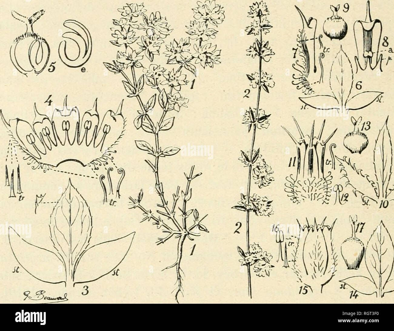 Nomenclature botanique hires stock photography and images Alamy