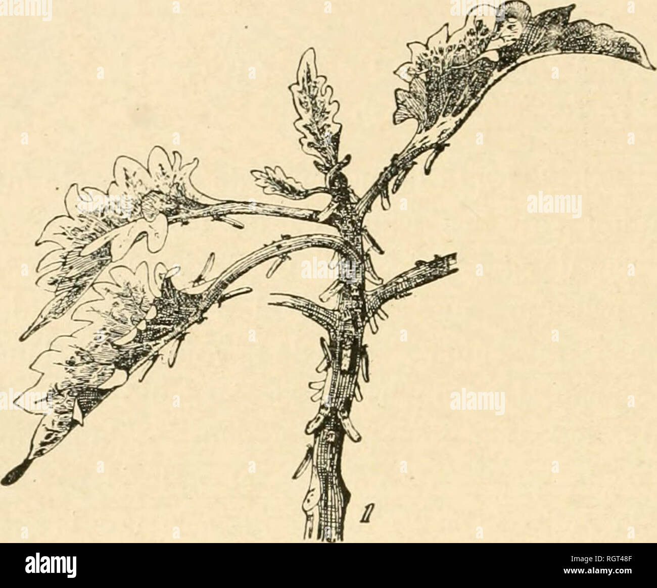 Parasita High Resolution Stock Photography And Images Alamy