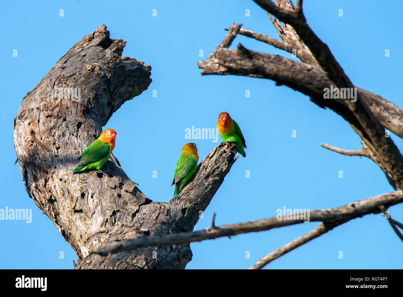 Group of colorful Fisher's Lovebirds on tree against blue sky Stock Photo