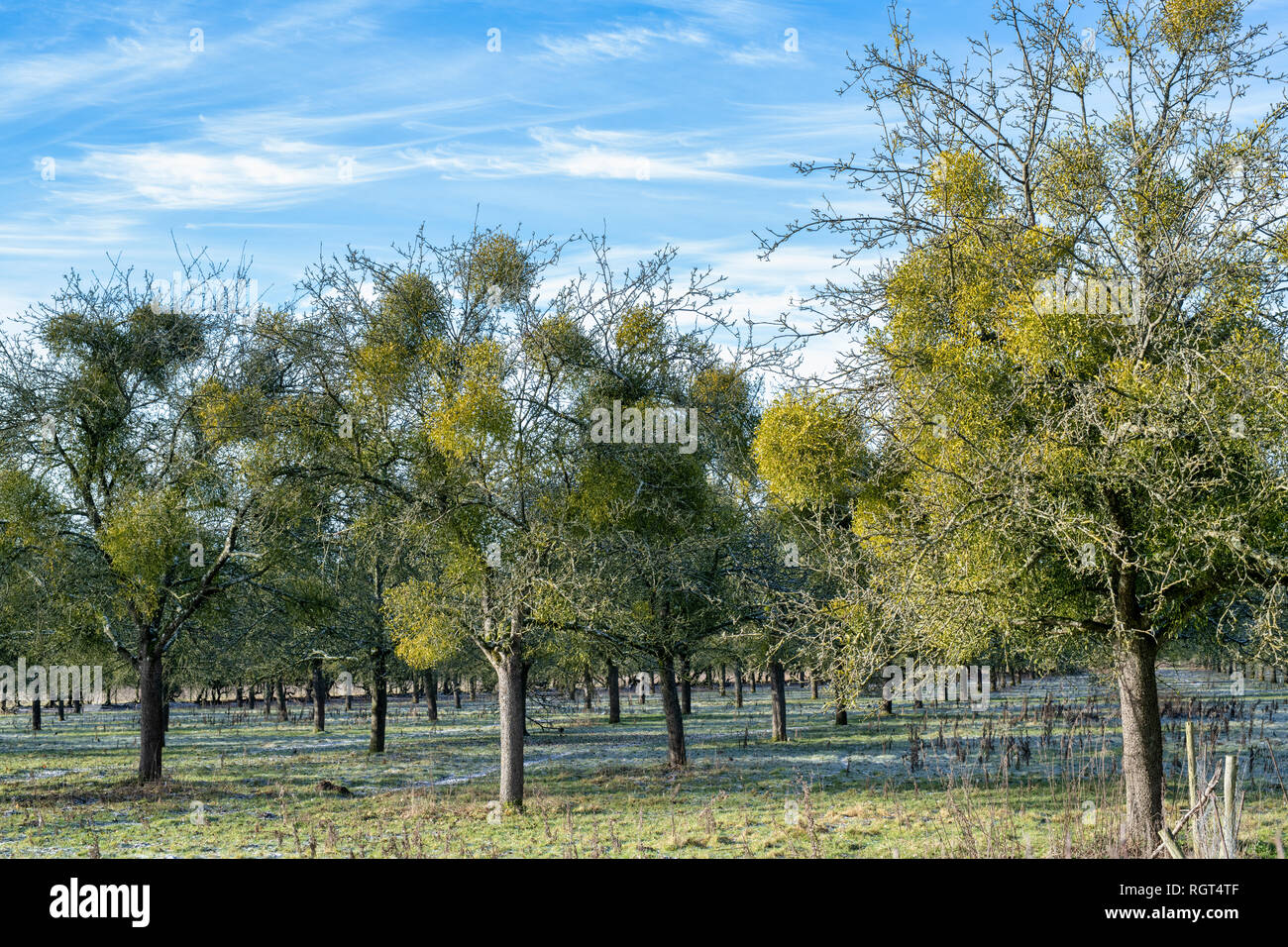 Viscum album. Mistletoe on apple trees in an orchard in the english countryside. Herefordshire, UK Stock Photo
