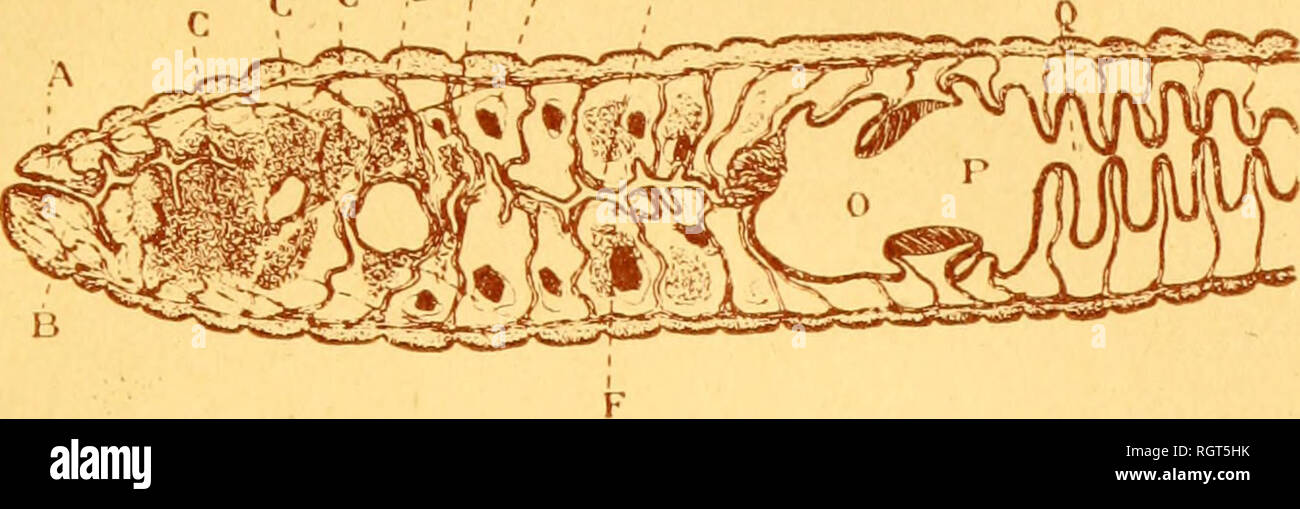 Bulletin Biologique De La France Et De La Belgique Biology Natural History Liuuethi Scientifique Tome Xxxj Planche Xia F Y 70 R F Mi S Lp Y 7 7 A