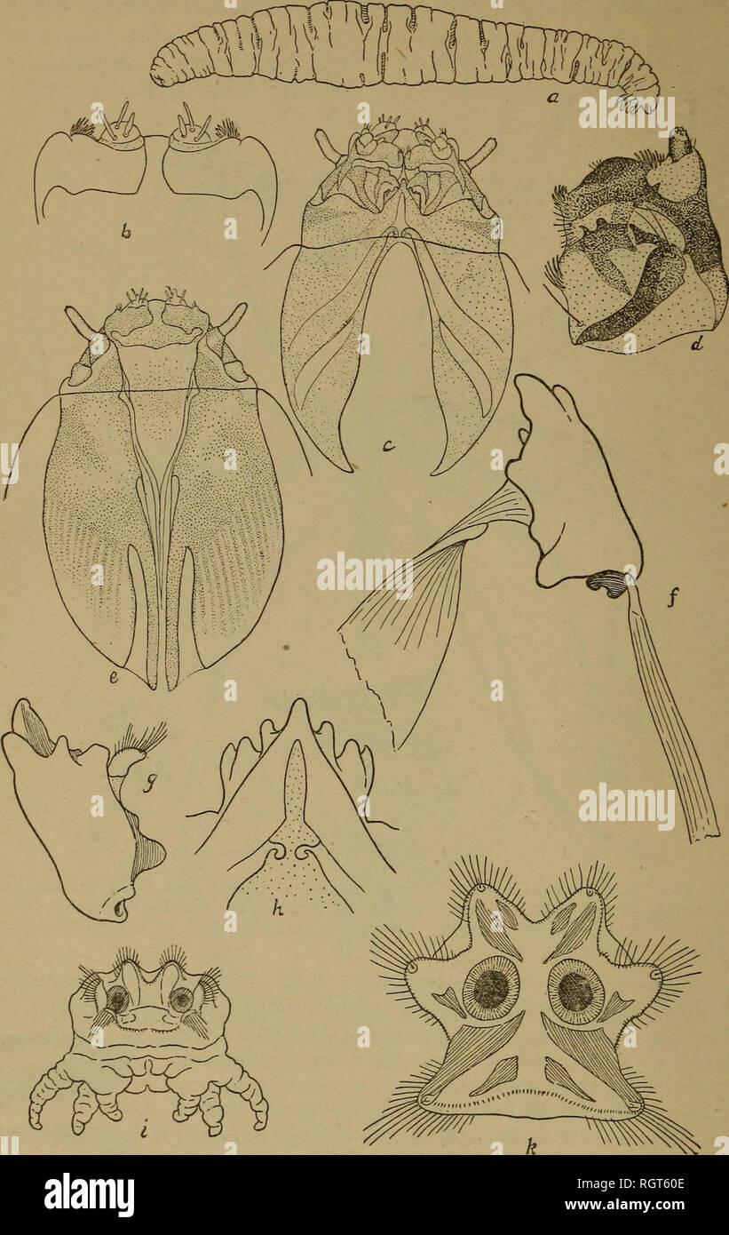 . Bulletin. Insects; Insect pests; Entomology; Insects; Insect pests; Entomology. 124 PAPERS OX CEREAL AND FORAGE INSECTS. approximate each other, owing to 2 posteriorly directed, narrow lobes, leaving between them a narrow, dorsal, median, semitransparent area which widens an-. Fig. G3.—The smoky crane-fly : a, Larva, left side ; &amp;, clypeo-labral part of head, dorsal aspect; c, ventral aspect of head, showing also position of front edge of prothorax; (I, maxilla; e, dorsal view of head; /, left mandible and its muscle apodemes, ventral aspect; gs left mandible, dorsal aspect; li, mental l Stock Photo