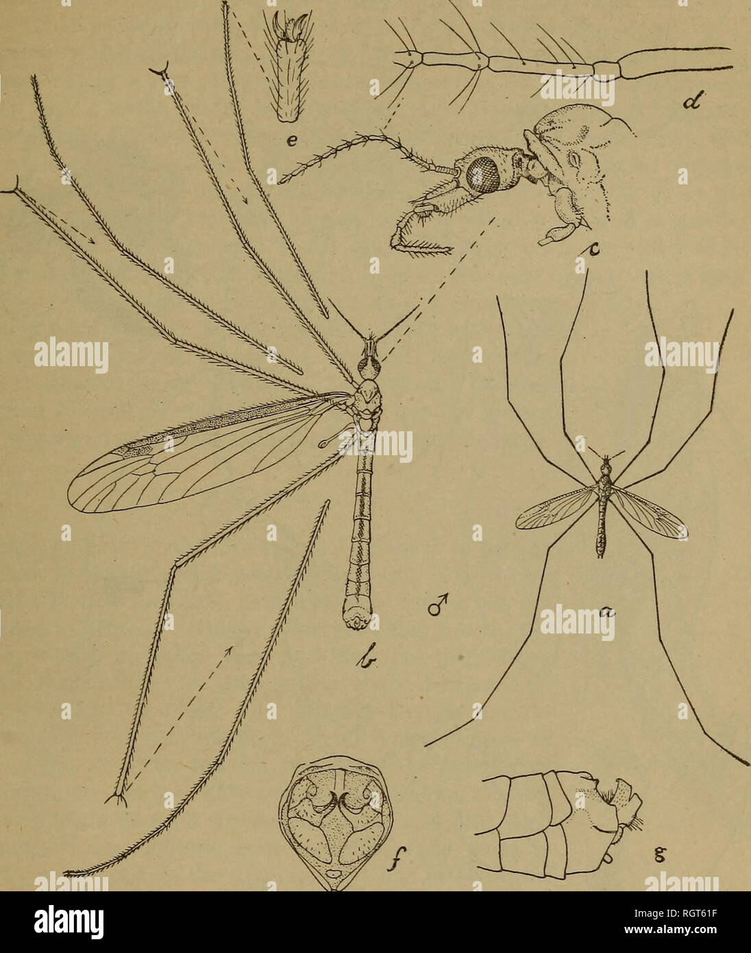 . Bulletin. Insects; Insect pests; Entomology; Insects; Insect pests; Entomology. THE SMOKY CRANE-FLY. 123 THE LARVA. Larva (fig. 63, a) filiform, 19 mm. in length and 3 mm. in diameter at its widest point when fully extended. General color dirty yellowish brown, dark-. Fig. 61.—The smoky crane-fly: a, b, Adult male; c, thorax and head, lateral aspect; d, antennal joints I-IV; e, tarsal joint and ungues; f, pygidial segments, terminal aspect; g, end of abdomen, lateral aspect, a, natural size ; b, enlarged ; c-g, much enlarged. (Original.) ening to almost black at the extremities. Body compose Stock Photo