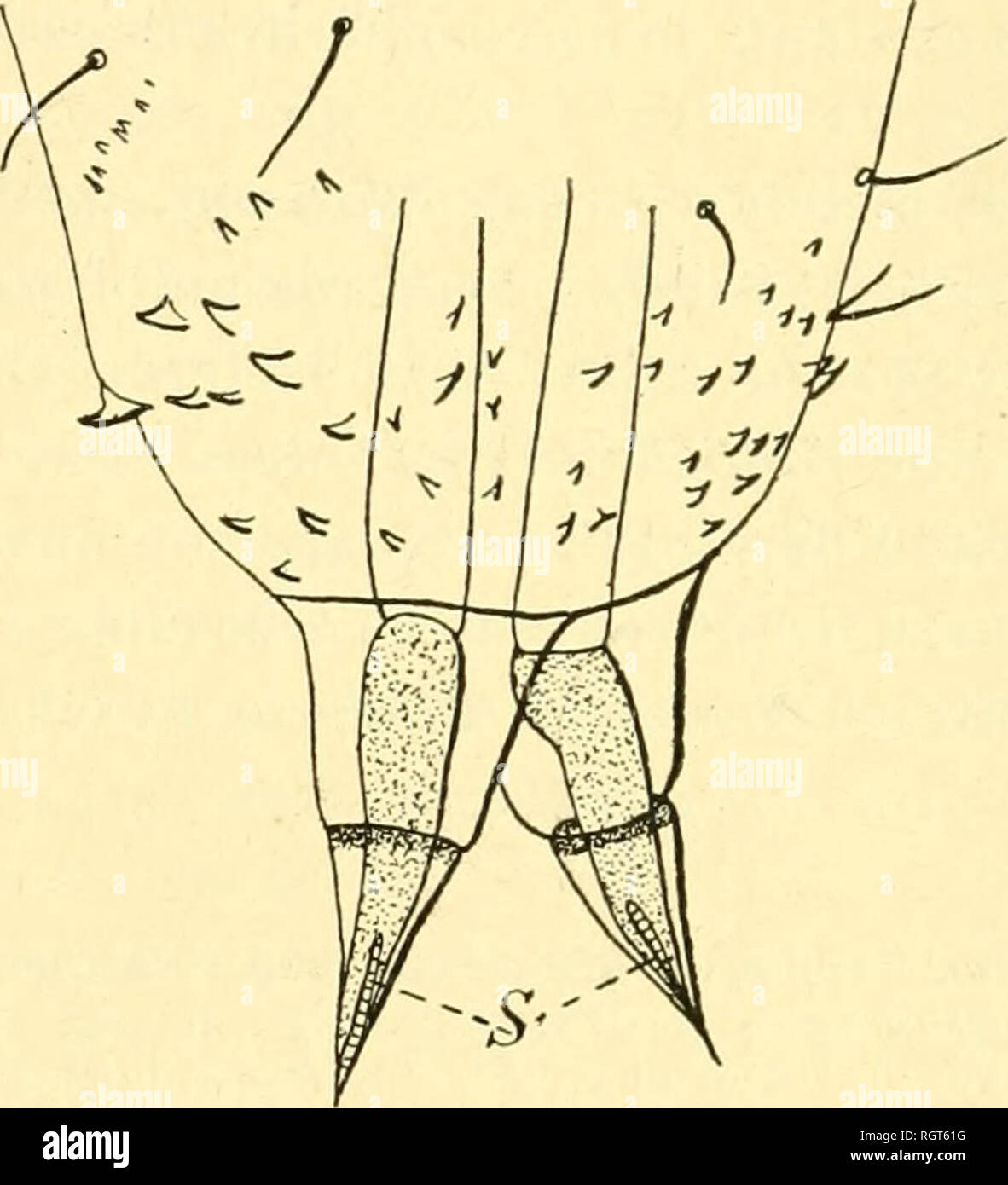 frange effilée dégradée