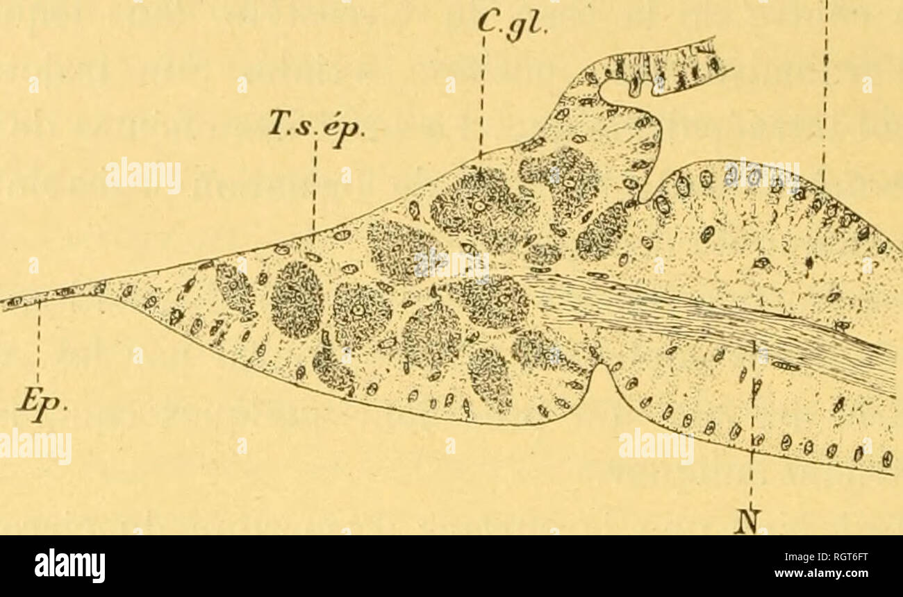 Bulletin Biologique De La France Et De La Belgique Biology Natural History 150 G Darboux Mot