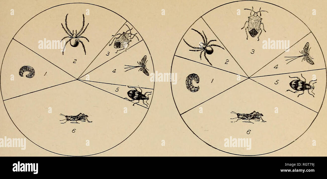 . Bulletin - Biological Survey. Zoology, Economic. Bull. 17, Biological Survey, U. S. Dept. of Agriculture Plate IX.. NESTLING. Fig. 1.—House Wren. ADULT. [1, Cutworm ; 2, spider • 3, stink-bug ; 4, May-fly : 5, weevil: 6, grasshopper.]. Please note that these images are extracted from scanned page images that may have been digitally enhanced for readability - coloration and appearance of these illustrations may not perfectly resemble the original work.. United States. Bureau of Biological Survey. Washington : Govt. print. off. Stock Photo