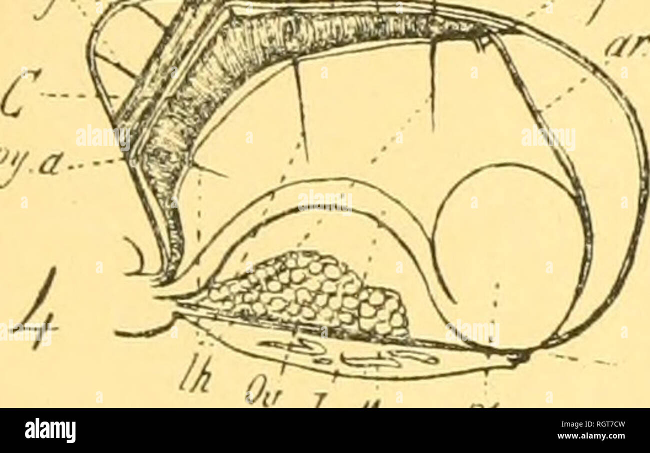 . Bulletin biologique de la France et de la Belgique. Biology; Natural history. u ^^'^w ^Z. /J//.V. Please note that these images are extracted from scanned page images that may have been digitally enhanced for readability - coloration and appearance of these illustrations may not perfectly resemble the original work.. Université de Paris. Laboratoire d'evolution des êtres organisés. Montreuil [etc. ] Gauther-Villars [etc. ] Stock Photo