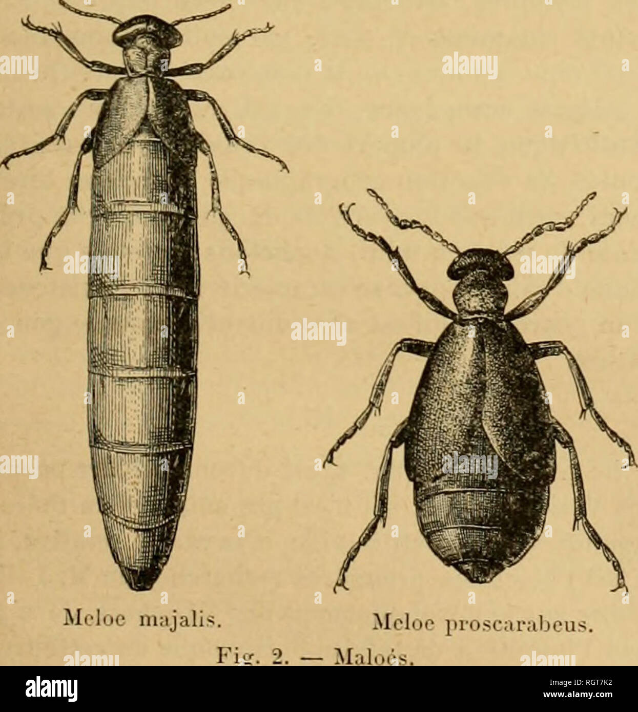 . Bulletin biologique de la France et de la Belgique. Biology; Natural history. H. BEAUREGAKD. LES INSECTES VÃSICANÃ¯S 71 insectes de la tribu sont vÃ©sicants. On observera toutefois qu'il y a des degrÃ©s suivant l'espÃ¨ce con- sidÃ©rÃ©e. Ainsi c'est parmi les Mylabres qu'on trouve les espÃ¨ces les plus riches en canlharidine. Cer- taines d'entre elles en renferment jusqu'Ã , i^i-', pour 1000, tandis que la cantliaride ordinaire n'a jamais donnÃ© plus de G&quot;33 de principe actif pour 1000. Les MeloÃ©s (tig-, 2) qu'on emploie beau- coup dans nos campagnes et dans la mÃ©deeine vÃ©tÃ©- rinaire Stock Photo