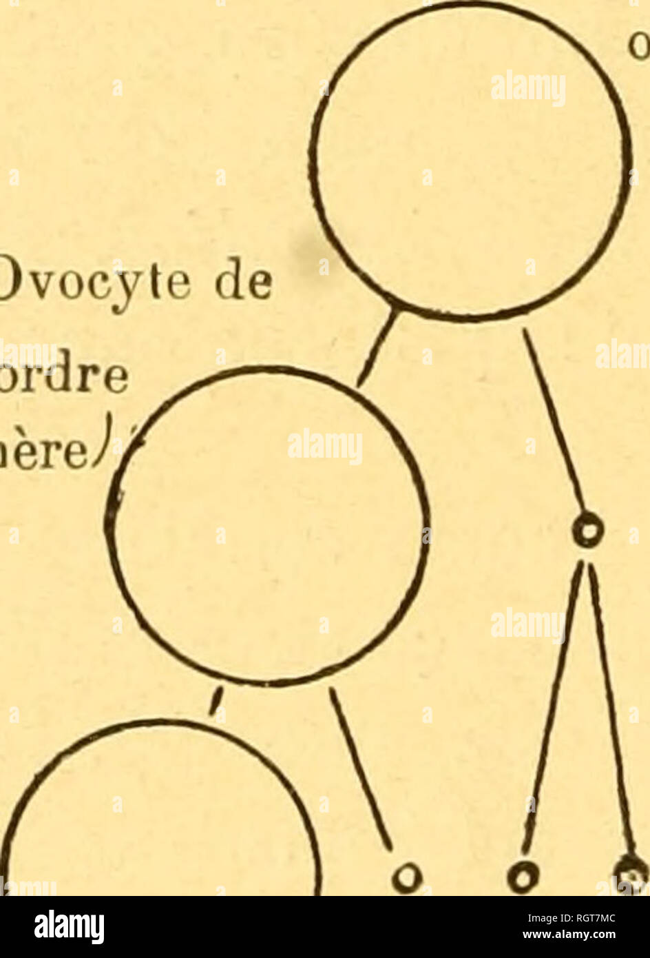 Bulletin biologique de la France et de la Belgique. Biology; Natural  history. W^ &quot;i&quot;-- tbiii. Ovocyte de 2d ordre (ovulomÃ¨re/  follicule 2-= follicule ovarien. ovarien. Ovocyte de 1&lt;='' ordre. !'â '=