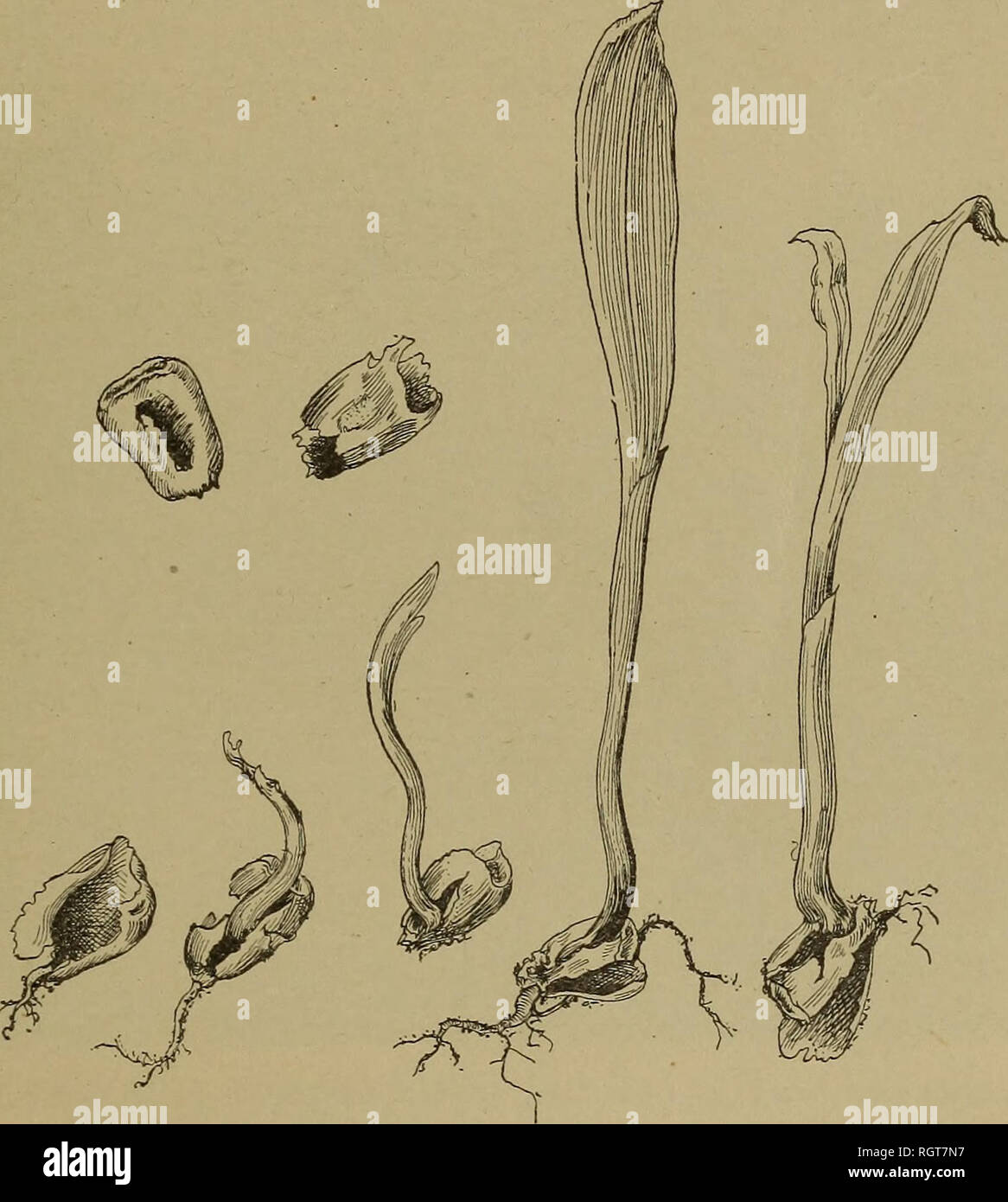 . Bulletin. Insects; Insect pests; Entomology; Insects; Insect pests ...