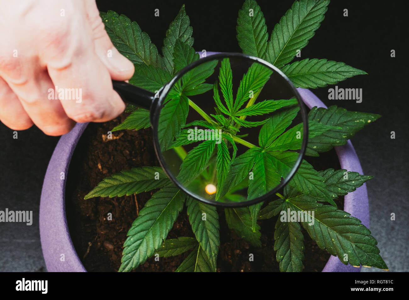 Person looks at medical marijuana plant with magnifier. Cannabis plant growing indoor Stock