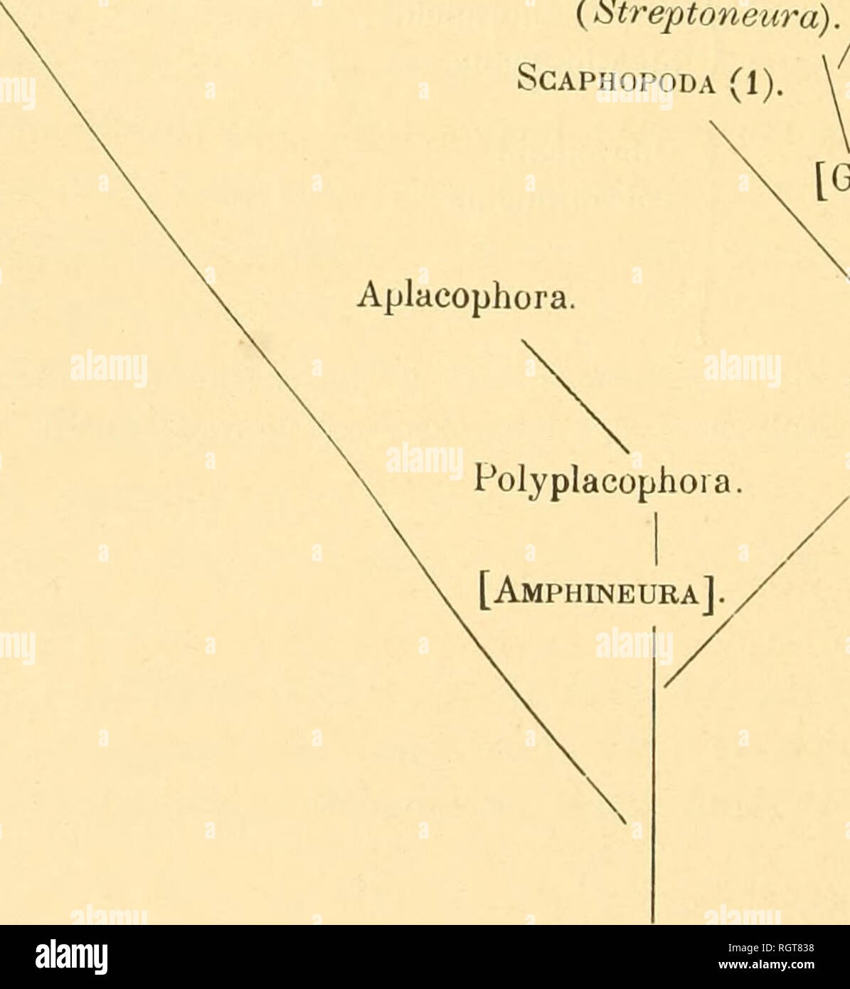 . Bulletin biologique de la France et de la Belgique. Biology; Natural history. — 366 — III. — PHYLOGENME. 1. Relations des Mollusques entre eux. Elles sont exprimées par le tableau suivant : Puimonata. Heteropoda. Platypoda. (Gtenobranchia) Nudibranchia Tectibranchia. Aspidobranchia. Cephalopoda. (Euthyneura) {Streptoneura). SCAPHOPODA (1),. Lamellibranchia .. Please note that these images are extracted from scanned page images that may have been digitally enhanced for readability - coloration and appearance of these illustrations may not perfectly resemble the original work.. Université de P Stock Photo