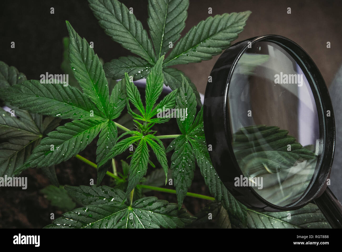 Person looks at medical marijuana plant with magnifier. Cannabis plant growing indoor Stock