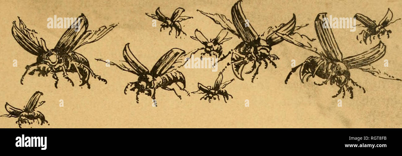 . Bulletin biologique de la France et de la Belgique. Biology; Natural history. VISARIA BENSA (LINK) PRIES, CHAMPIGNON PARASITE DU HANNETON COMMUN, (MELOLONTHA VULGARIS L. ), ALFRED GIARD. .... Et je vous rendrai les années de récoltes dévorées par les criquets, les vers blancs, les chenilles, la nielle, toute la grande armée des parasites envoyée contre vous.... Proph., Joël, II, 25. SOMMAIRE : I. Introduction : La lutte contre le Hanneton. â II. Historique de la découverte en France du Champignon du Hanneton. â III. Description du Cryptogame. â IV. Parasites de VIsaria densa.â V. Pos Stock Photo