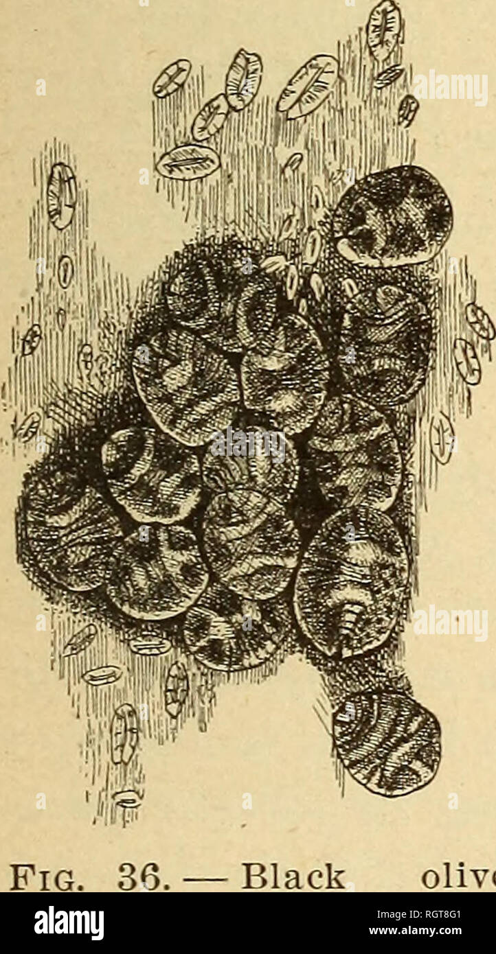 Group of scale insects hi-res stock photography and images - Alamy
