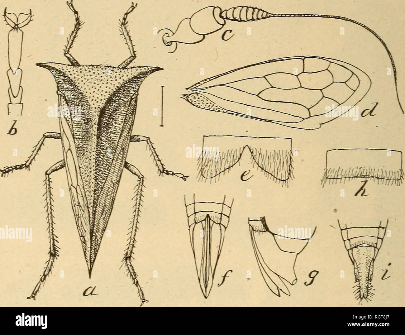 Preys on many insects hi-res stock photography and images - Alamy