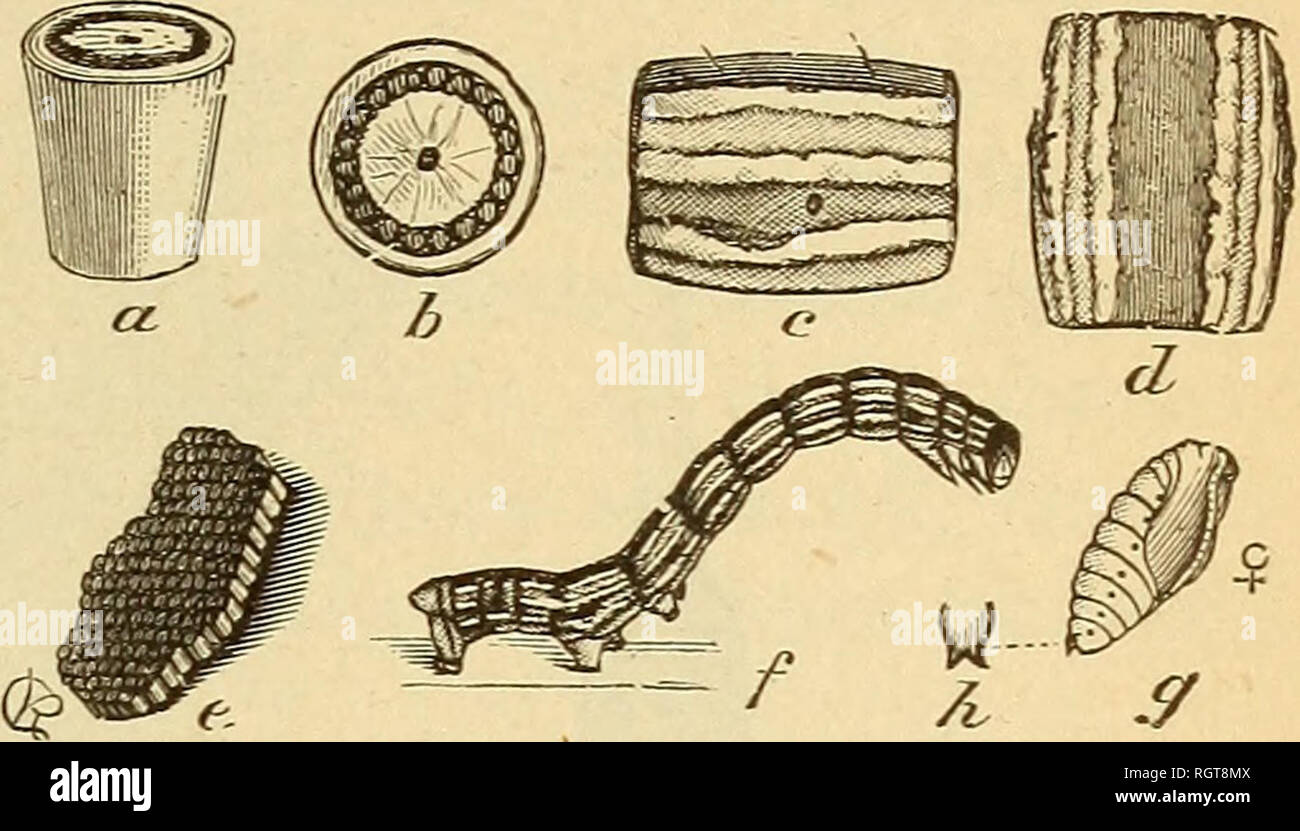 Bulletin Biological Survey Zoology Economic Rosebreast Vs Hairy Caterpillars 51 Fig 27 Fall Pometaria Entomology Cankerworm Alsopmla From Riley Bureau Of The Dreaded Army Worm Heliophila Unipuncta Fig 28 Which Sometimes