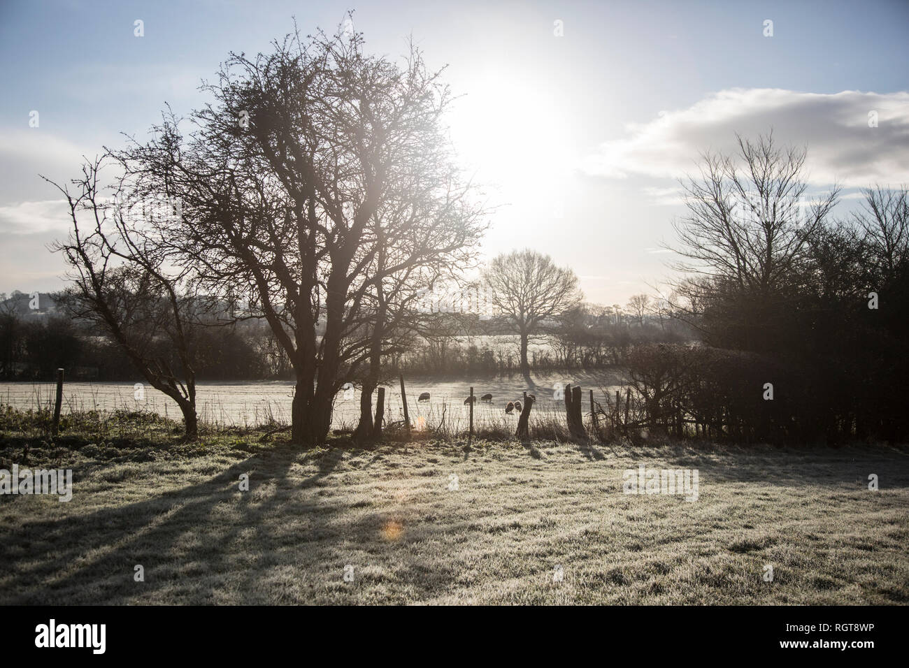 Frosty Autumn Morning Wallpapers - Wallpaper Cave, image size:1300x956