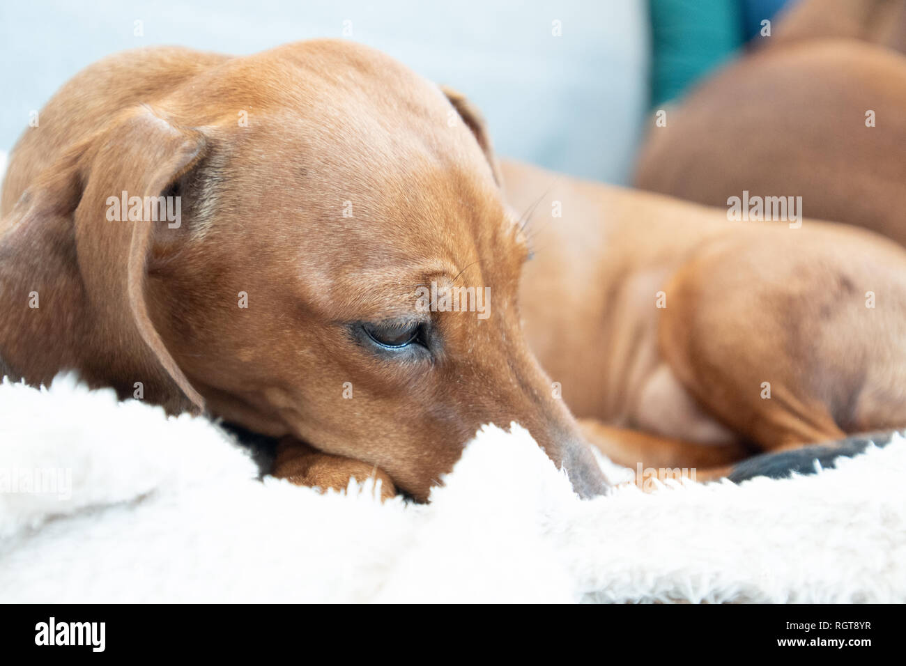 Funny dachshund lying with closed eyes on white plaid Stock Photo