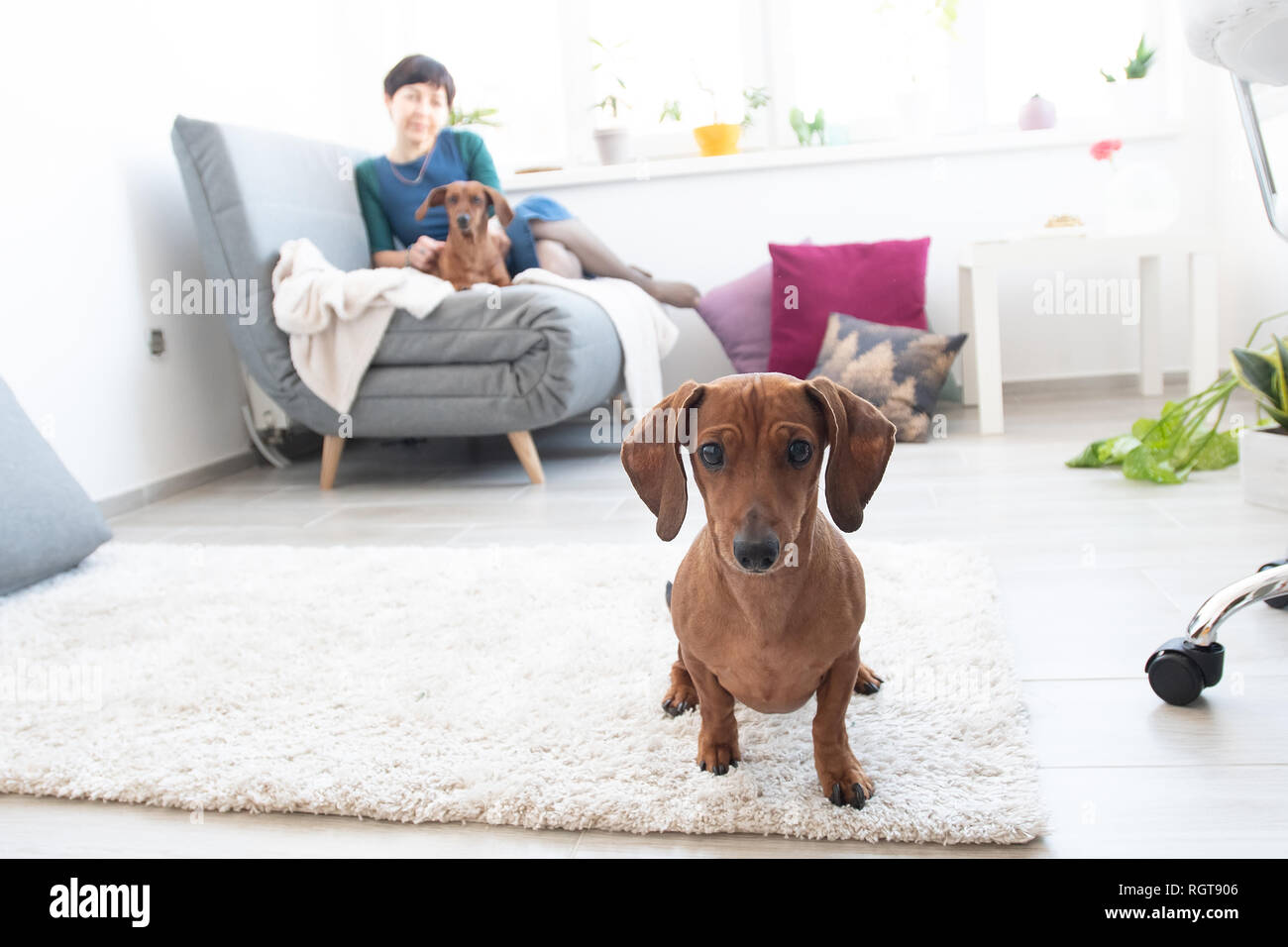 Cute dachshund in room with woman and other dog on background Stock Photo