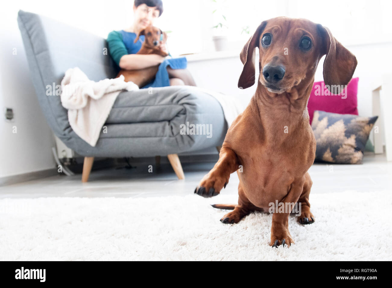 Cute dachshund in room with woman and other dog on background Stock Photo