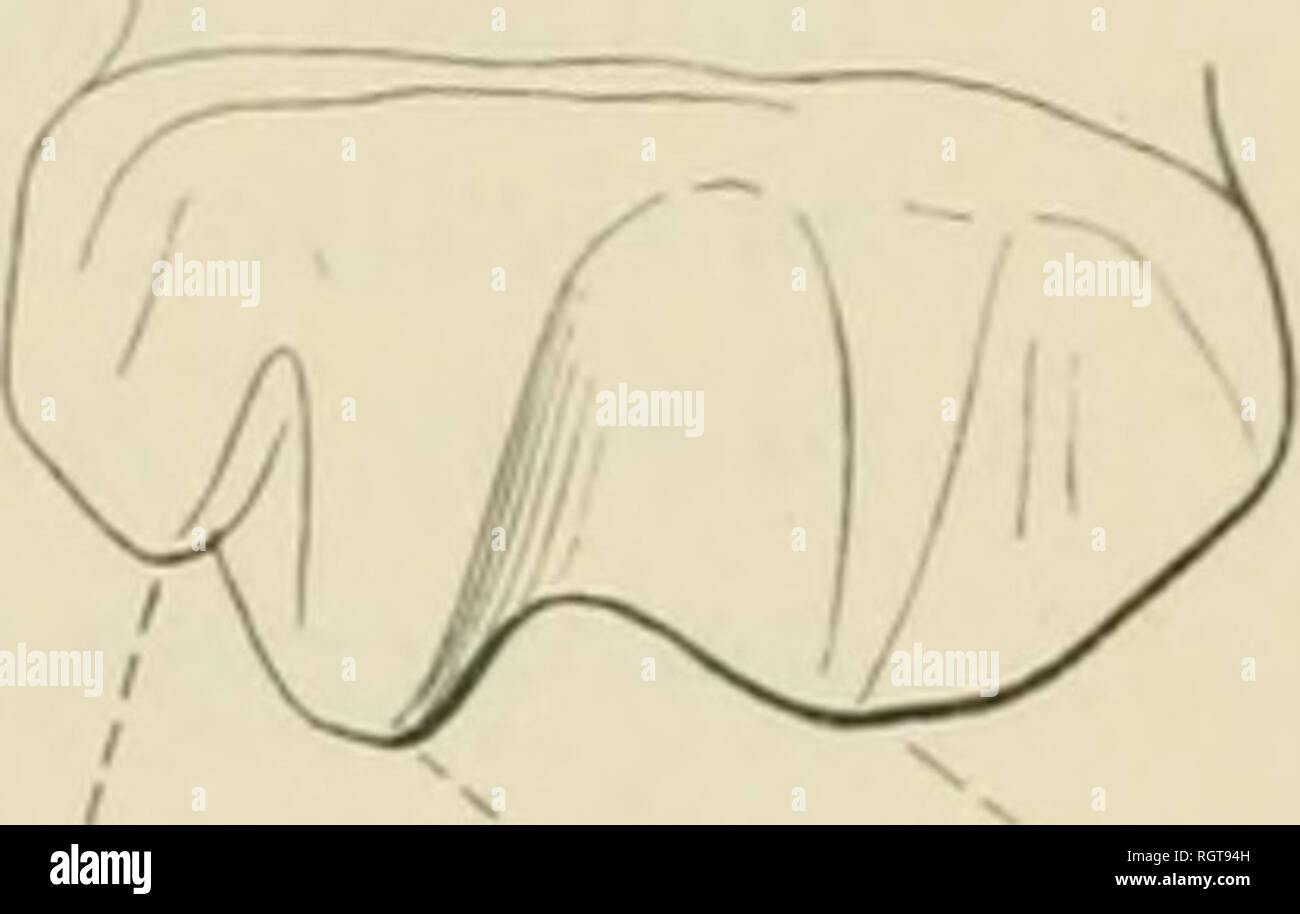 . Bulletin - American Museum of Natural History. Natural history ...