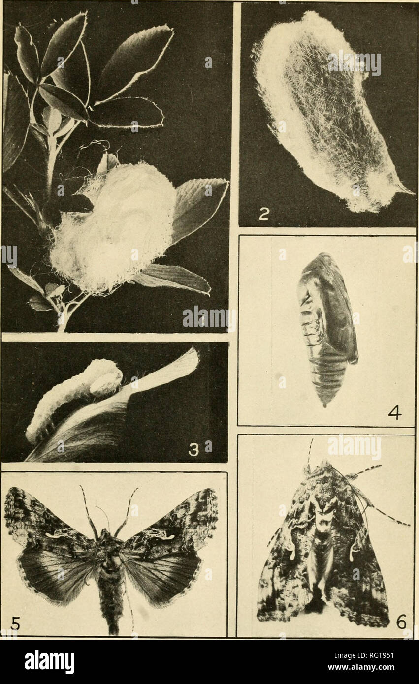 . Bulletin. Insects; Insect pests; Entomology; Insects; Insect pests; Entomology. Bui. 95, Part VII, Bureau of Entomology, U. S. Dept. of Agriculture. Plate XI.. The Alfalfa Looper and its Parasites. F'S-I;—Cocoon cluster of Apantcles hyslnpi. Fig. 2.—Cocoon of alfalfa looper (Autographa gamma californica). Fig. 3.—Larva of alfalfa looper with cocoon of Microplitis alaskcnsis. Fig 4 —Pupa of alfalfa looper. Fig. 5.—Adult alfalfa looper. Fig. 0.—Adult alfalfa looper at re;t. AH enlarged (Original.) ^ ^. Please note that these images are extracted from scanned page images that may have been digi Stock Photo