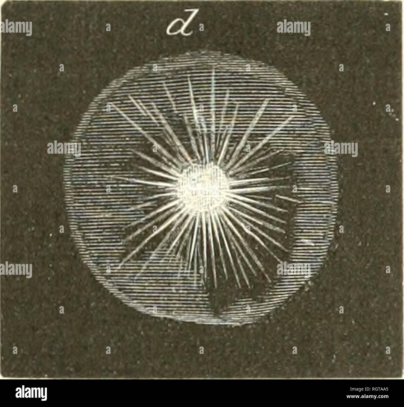 . Bulletin de l'Acadmie impriale des sciences de St.-Ptersbourg. Science; Science -- Soviet Union. 531 des Sciences de Saint-Pétersbourg;. 523 siclitig, theils mit einem kleiiien schmutzigfarbeuen, theils mit einem schneeigeu Kûgelchen in der Mitte und hatten aile unzalilige strahlenformig auseinander- geliende silbevfarbige Ritzen (wie Nadeln), welche walir- scheinlicli von der in ihnen enthaltenen Luft herriihr- ten (Fig. d.). Ausserdem faud ich ein Hagelkorn, kleiner als aile iibrigen mit diametralem Kanal, durcli welclien eine Nadel mittlerer Grosse leiclit bindurcbgelien kounte. (Fig. c). Stock Photo