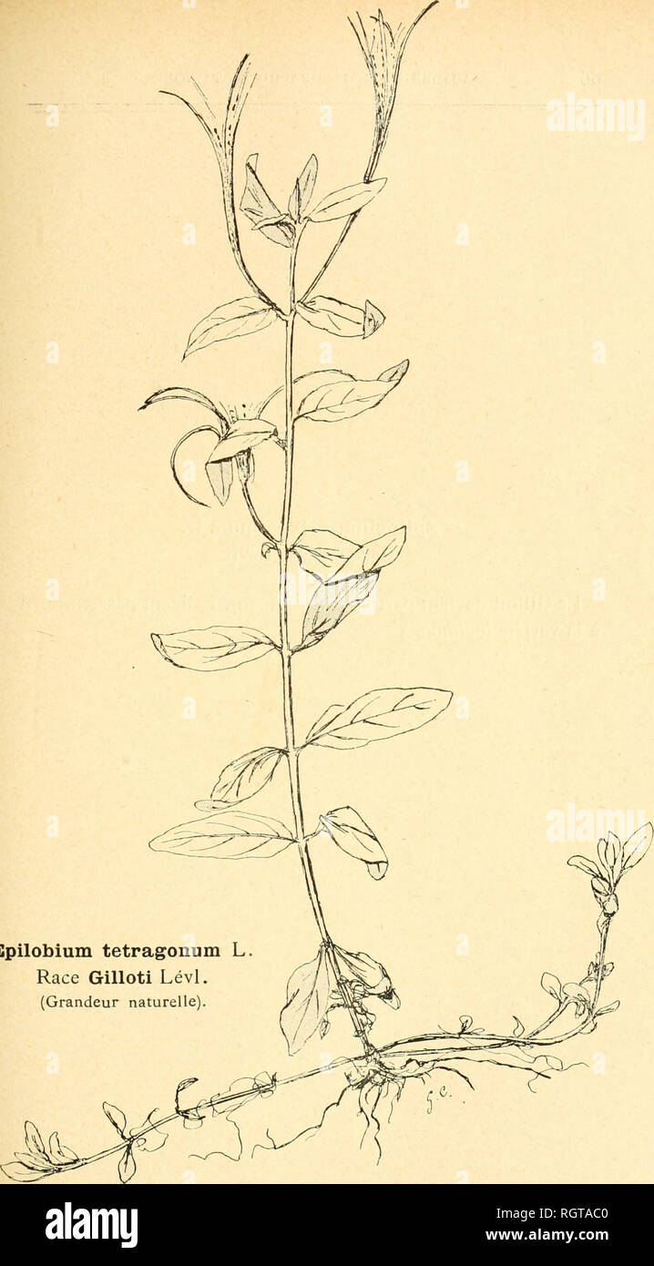 . Bulletin de l'Acadmie internationale de gographie botanique. Phytogeography; Plant ecology; Plants; Plants -- Europe. Epilobium tetragonum L Race Gilloti Lévl. (Grandeur naturelle).. Please note that these images are extracted from scanned page images that may have been digitally enhanced for readability - coloration and appearance of these illustrations may not perfectly resemble the original work.. Acadmie internationale de gographie botanique. Le Mans : Impr. Edmond Monnoyer Stock Photo