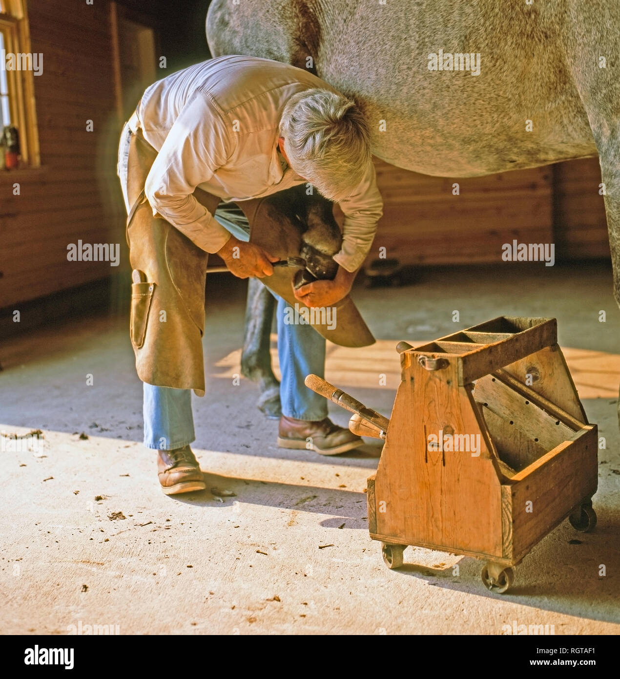 Farrier working on a horse to install new shoes in Ontario, Canada