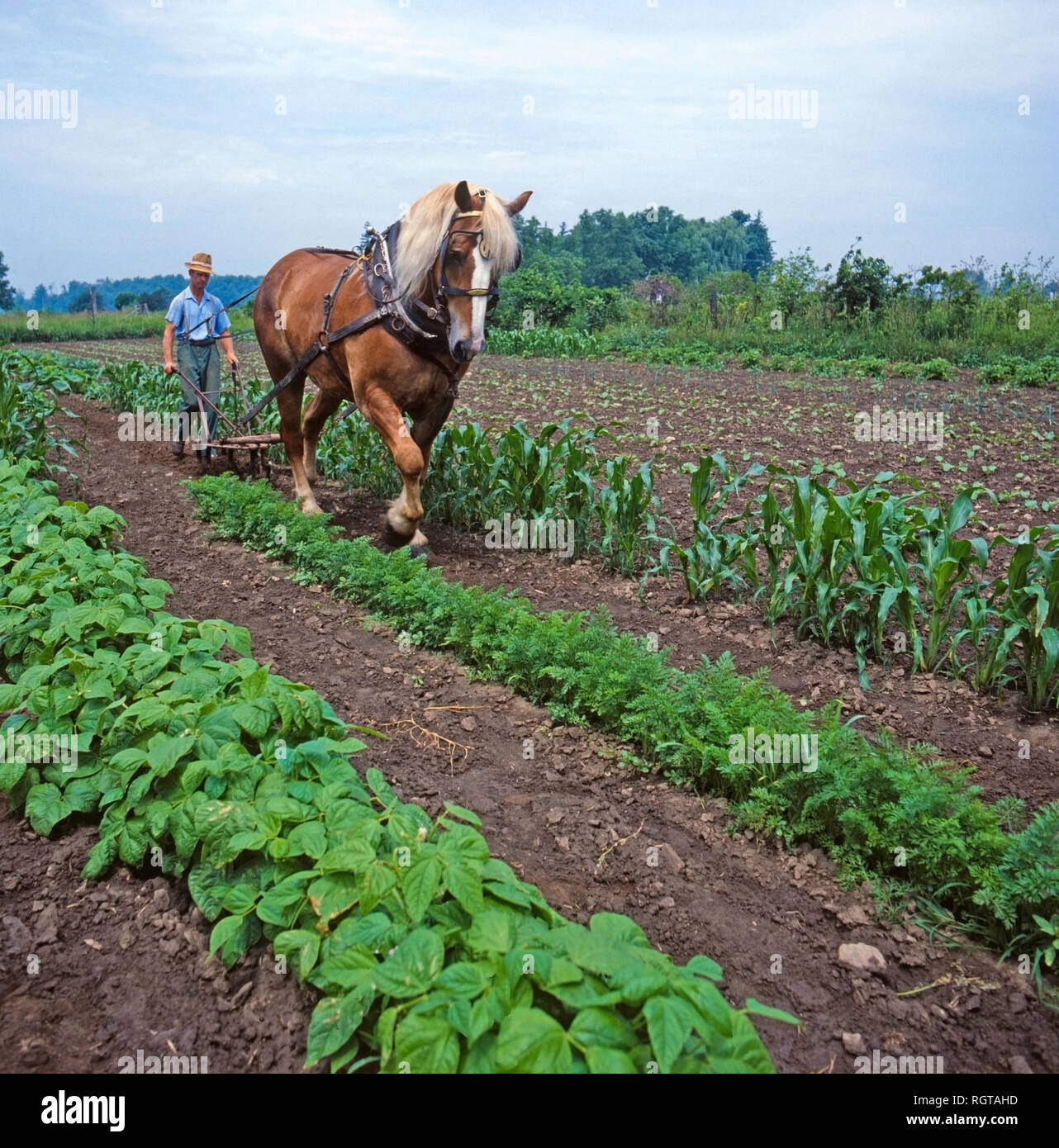 Farmer plowing field with a horse in real Ontario,Canada, North America Stock Photo