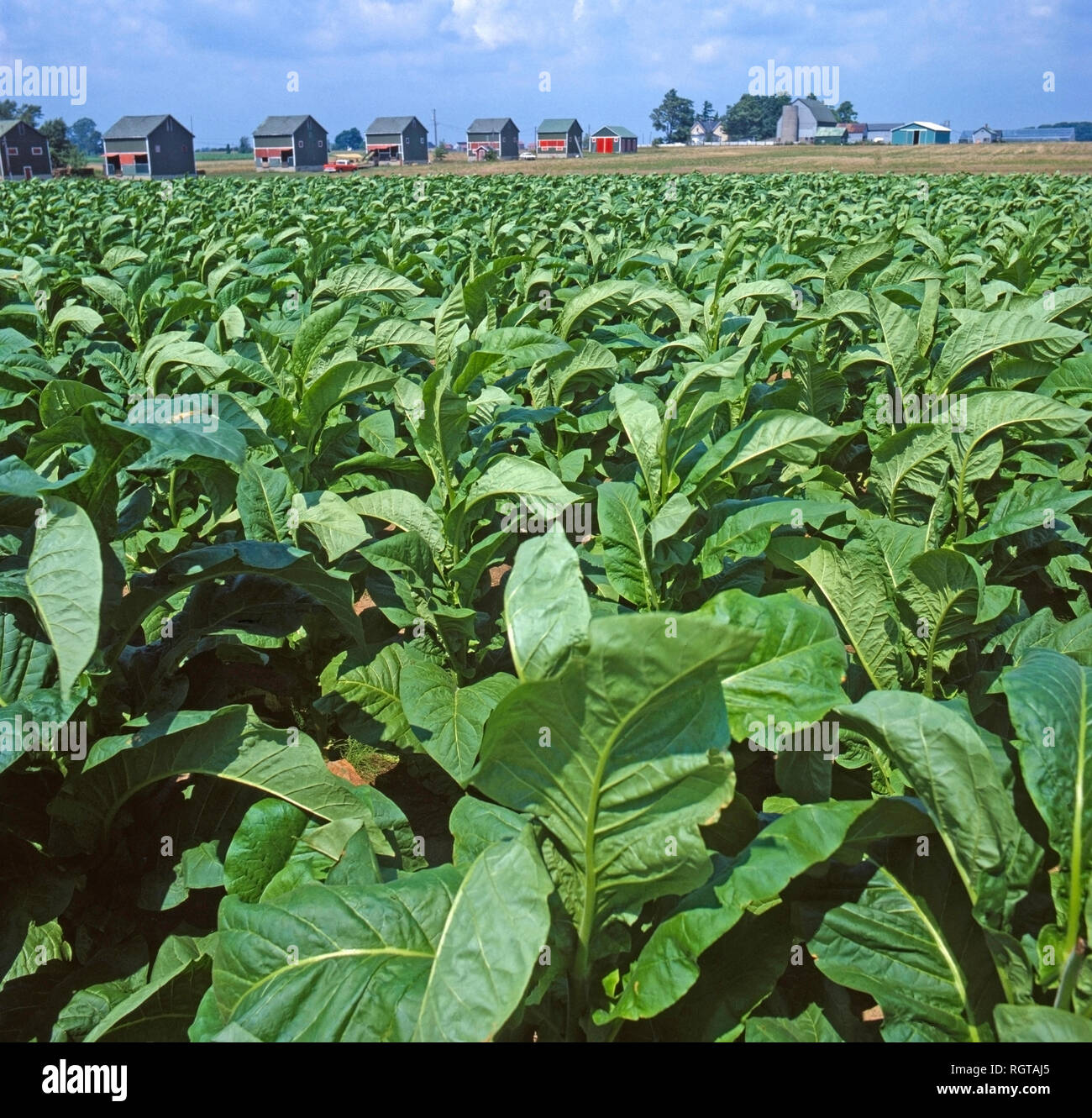 tobacco,farming;leaf;leafs;cashcrop;cash crop;crop;cash;outdoor Stock Photo