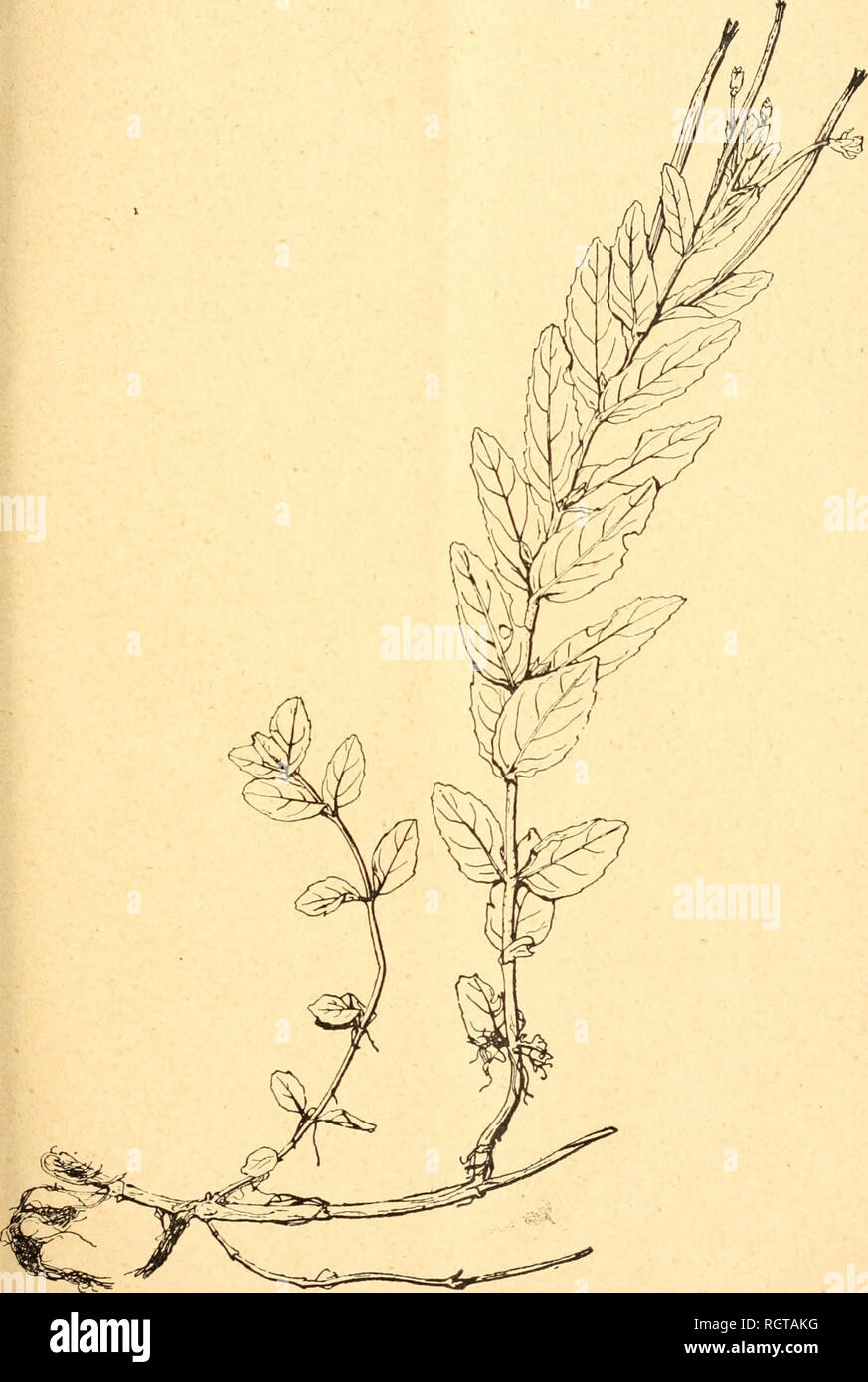 . Bulletin de l'Acadmie internationale de gographie botanique. Phytogeography; Plant ecology; Plants; Plants -- Europe. ACADEMIE DE GÉOGRAPHIE BOTANIQUE 315. Epilobium punctatum Lévl. sp. nov.. Please note that these images are extracted from scanned page images that may have been digitally enhanced for readability - coloration and appearance of these illustrations may not perfectly resemble the original work.. Acadmie internationale de gographie botanique. Le Mans : Impr. Edmond Monnoyer Stock Photo