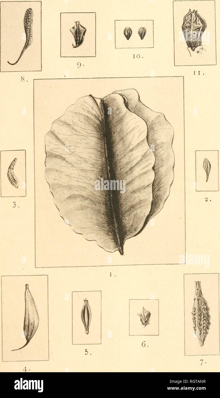 . Bulletin de l'Acadmie internationale de gographie botanique. Phytogeography; Plant ecology; Plants; Plants -- Europe. NC i . O. Missouriensis. 2. O. rosea. 3. O. brevitlora. 4- O. primuloidea. 5. O. speciosa. 6. O. graciliflora. 7. O. caespiiosa. 8. O. Nuttalii. 0. O. dissecta. 10. O. canescens. 11. O. taraxacifolia, Fruits d'Onothera (Dessins de M. Al. Acloque).. Please note that these images are extracted from scanned page images that may have been digitally enhanced for readability - coloration and appearance of these illustrations may not perfectly resemble the original work.. Acadmie in Stock Photo