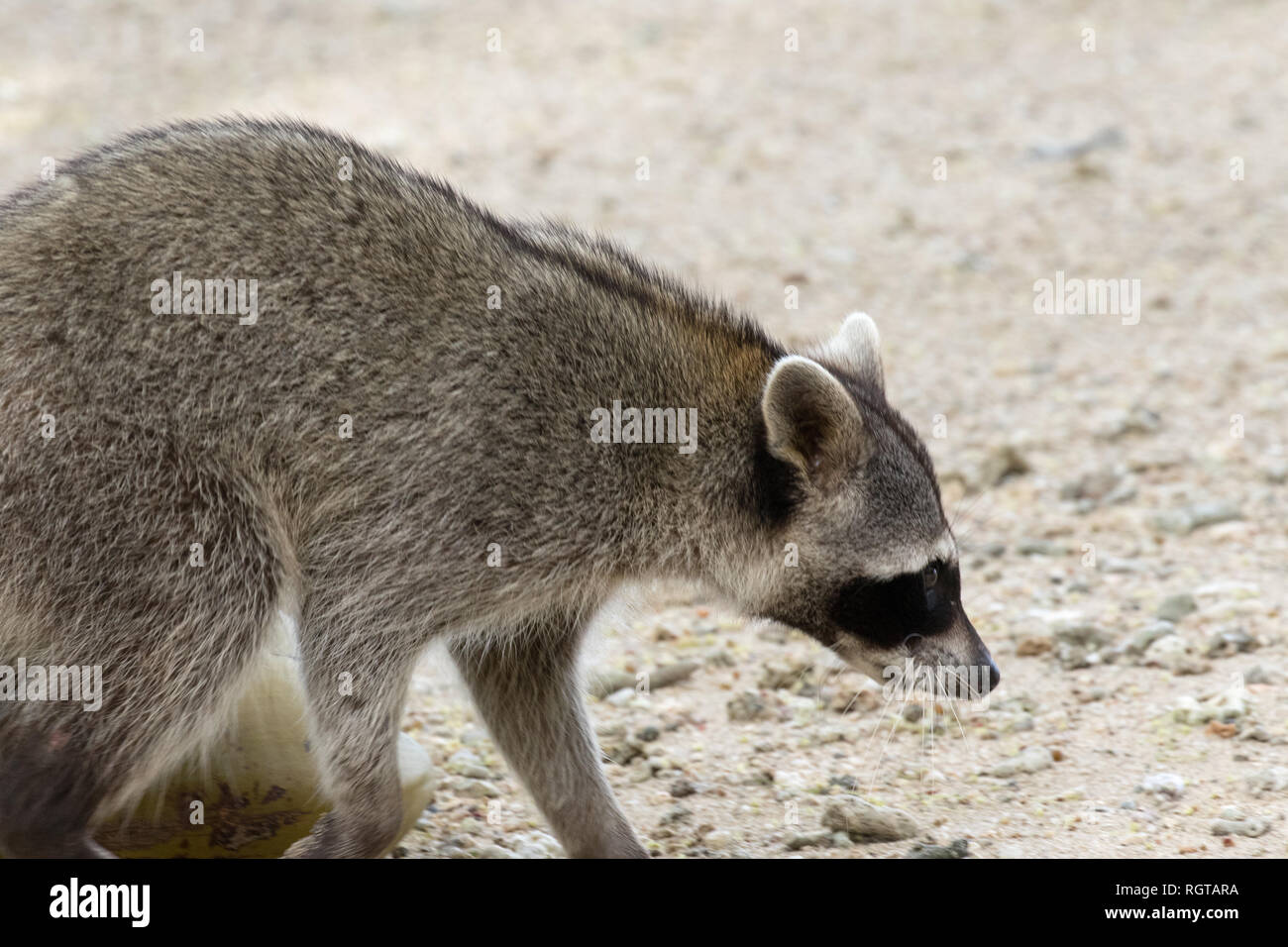 Raccoon (Procyon lotor) Stock Photo