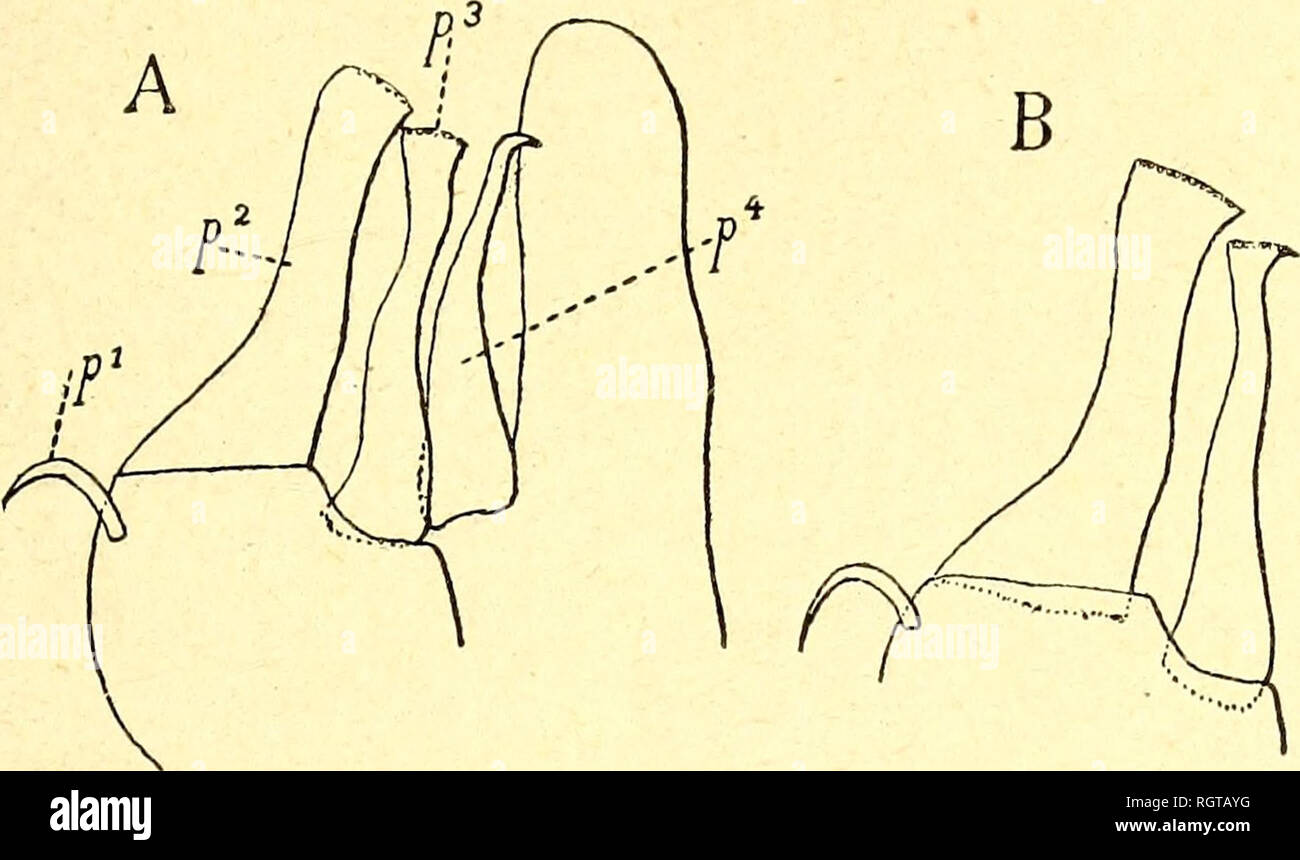 . Bulletin de l'Institut océanographique. Ocean. - 45 - T. vidua n. sp. — The essential characters have been pointed out in the key (Fig. 16). The species has been mixed up with T. macrura, but it is considerably smaller,. Fig. i6. 7hysanoëssa vicina n. sp. A. Inner and median lobe of left copulatory organ of a specimen from the Swedish Antarctic Expedition. p{. spine-shaped process; p2. terminal process; p3. proximal process; p''. lateral process. B. End of inner lobe with its three processes of an organ from a specimen taken by the « Discovery» (see the text). measuring at most 17 mm., and f Stock Photo